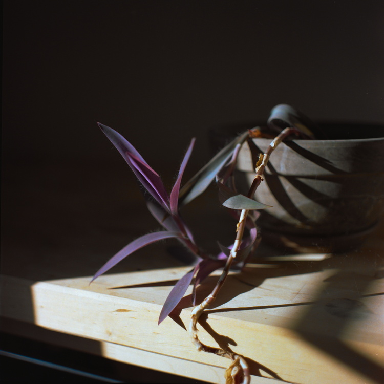 Plante violette