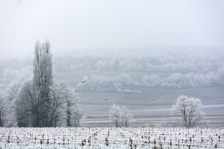 Savigny