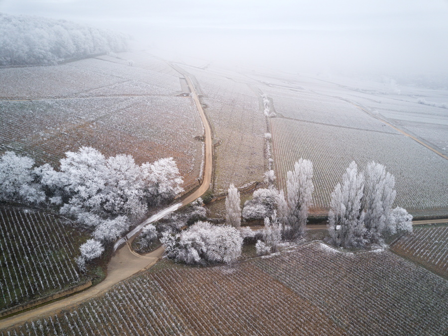 Corton