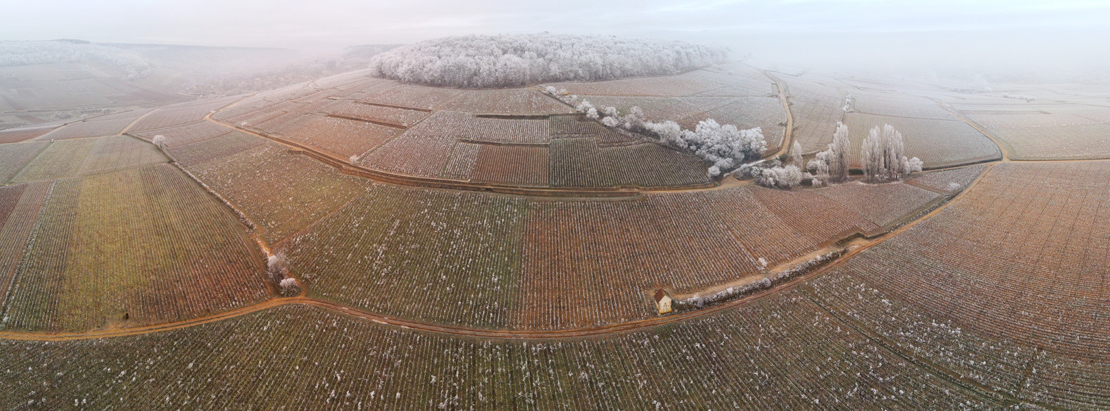 Corton