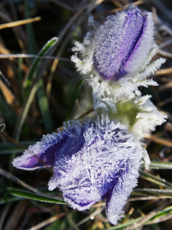 Fleurs gelées