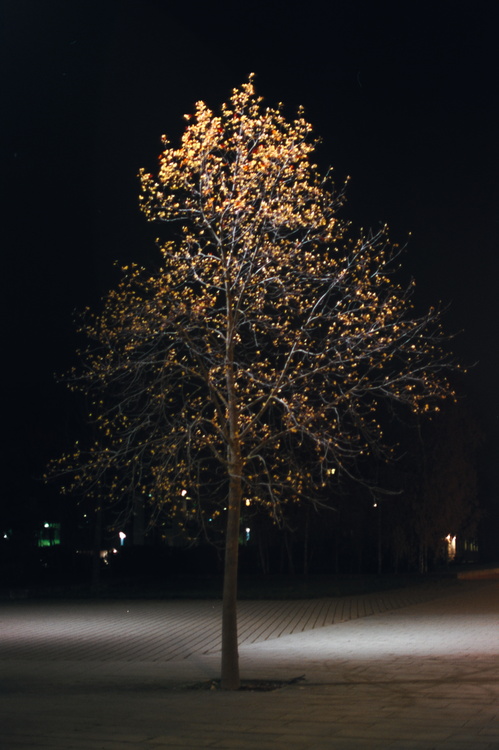 Arbre