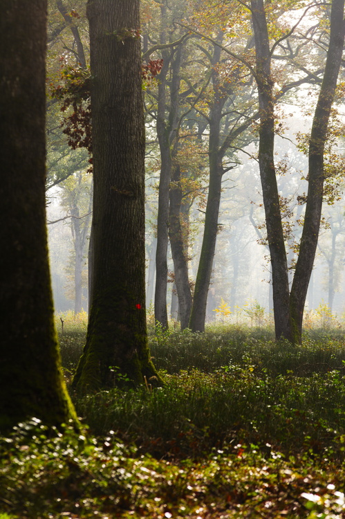 Forêt domaniale de Borne