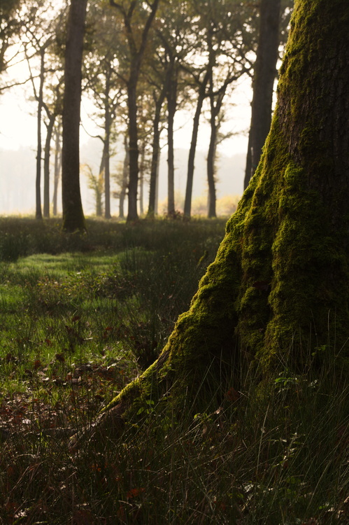 Forêt domaniale de Borne