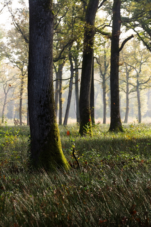 Forêt domaniale de Borne