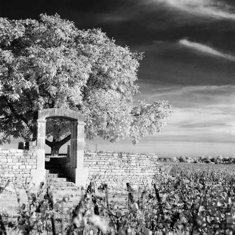 Vignes