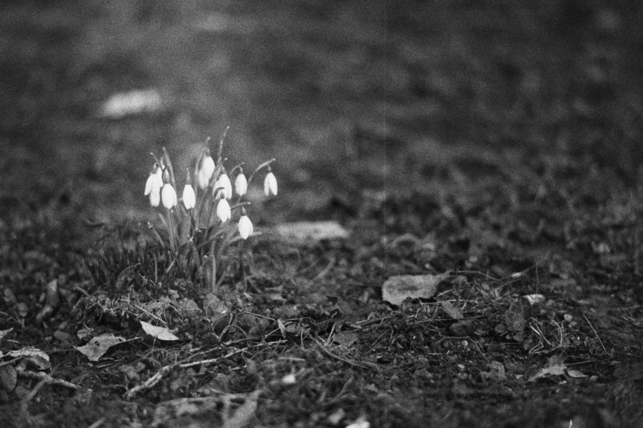 Perces-neige
