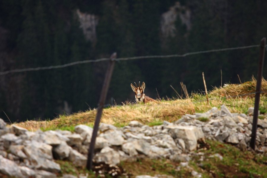 Chamois