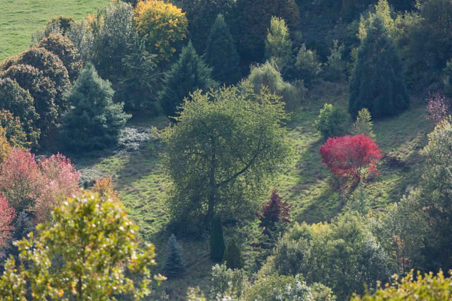Arbres