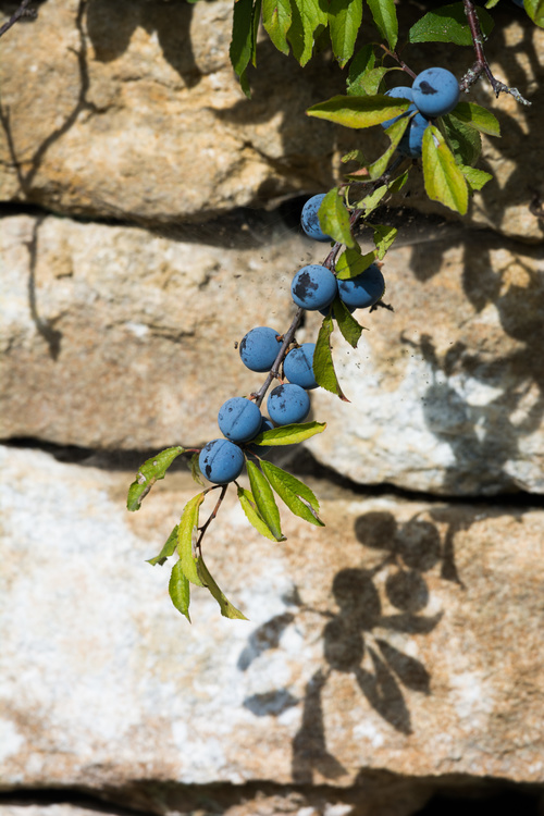 Prunelles
