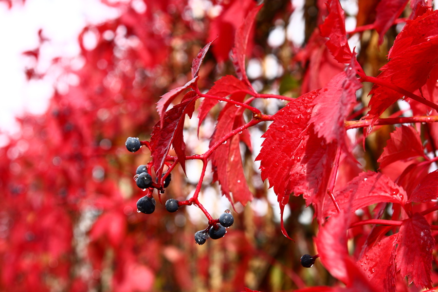 Vigne sauvage