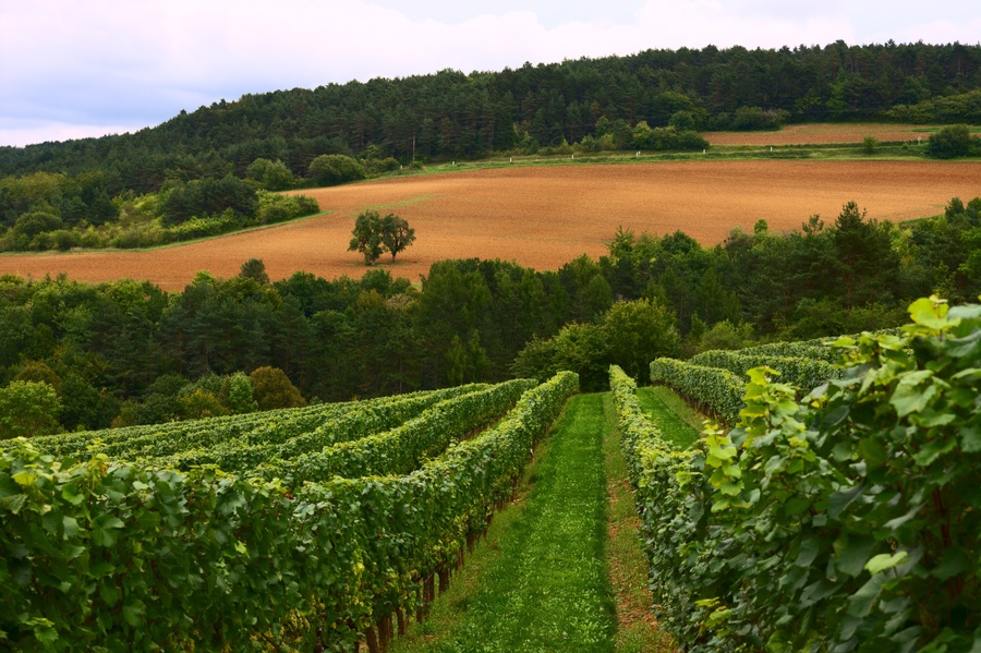 Vignes
