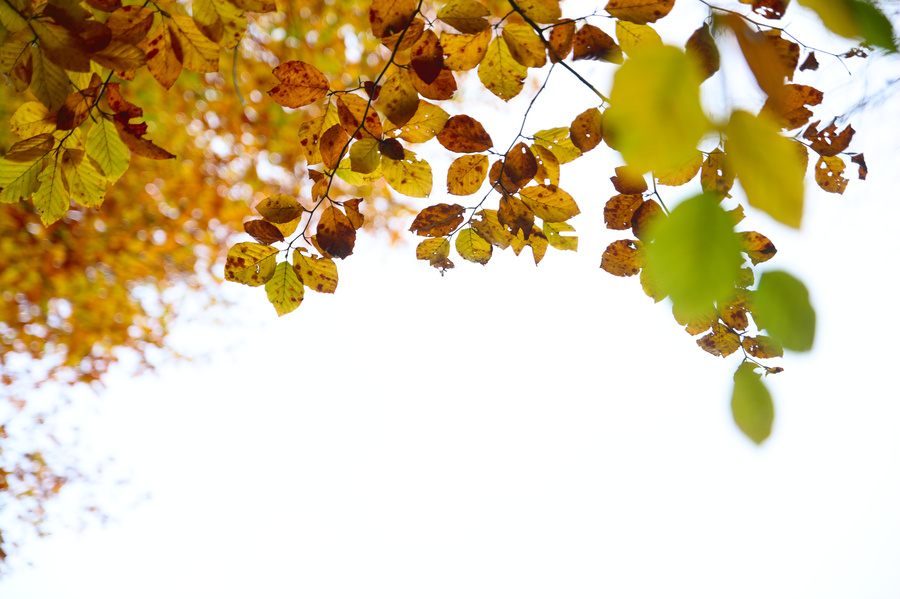 Feuilles