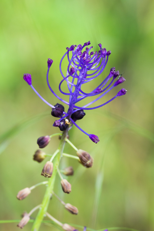 Muscari à Toupet