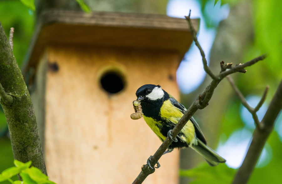 Mésange charbonnière