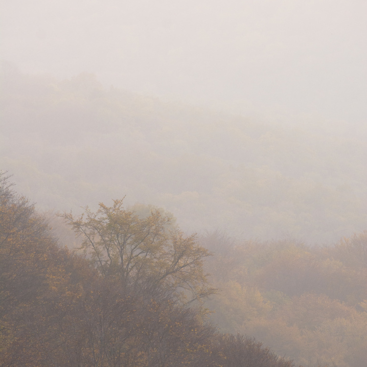 Brouillard