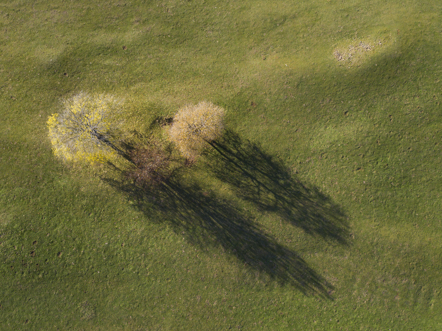Arbres