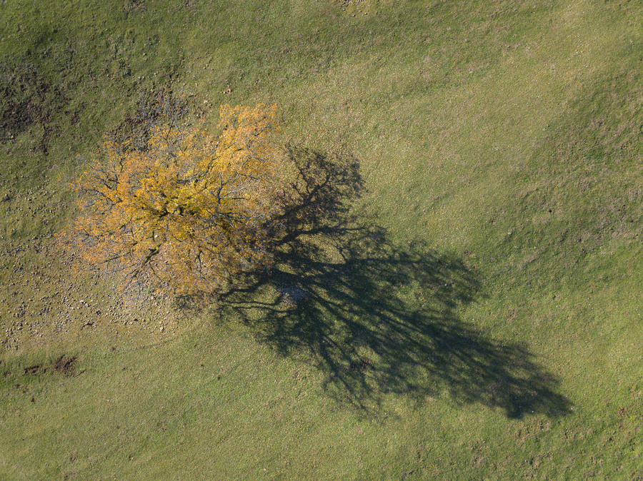 Arbres