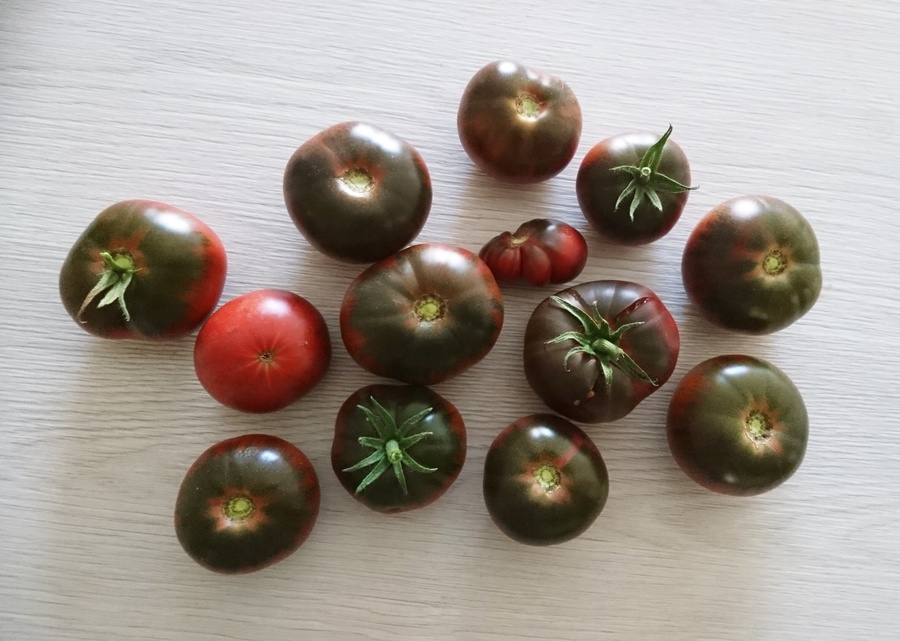 Tomates