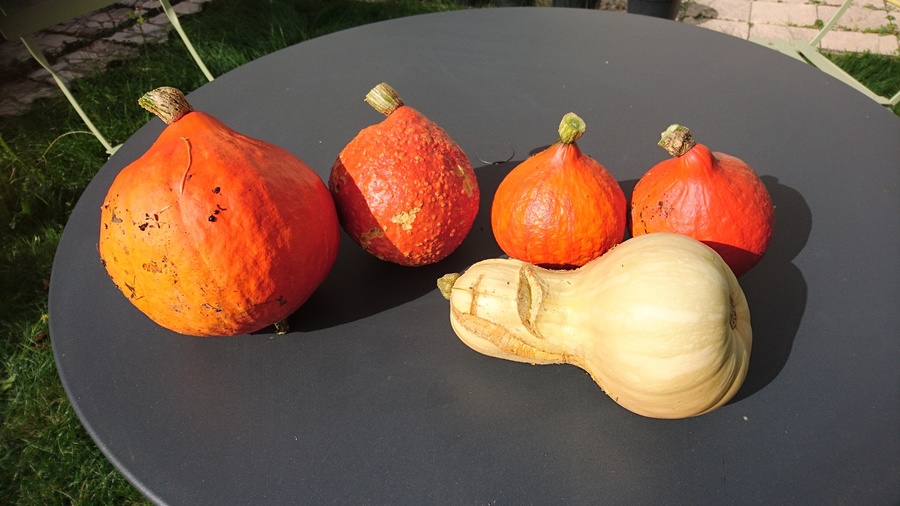 Courges