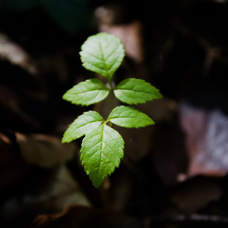 Feuilles