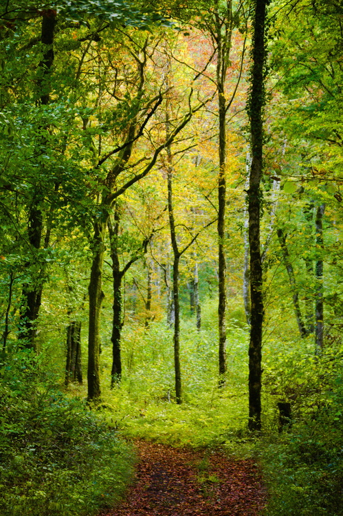 Combe aux Mammouths