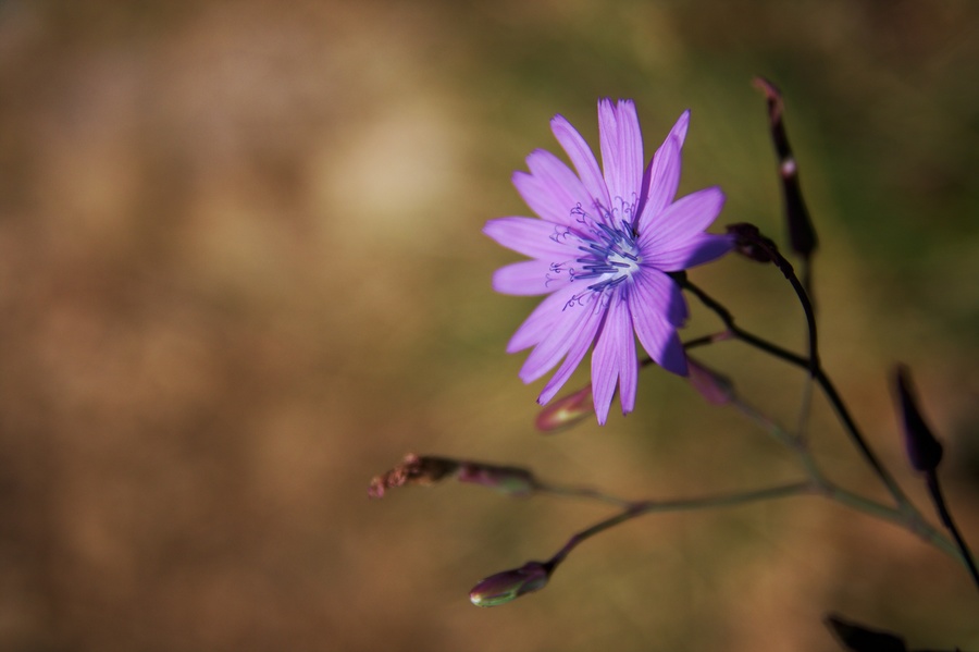 Fleurette...