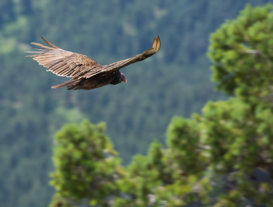 Turkey Vulture