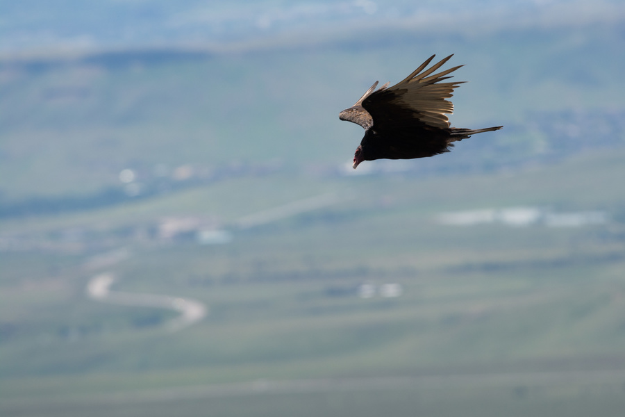 Turkey Vulture