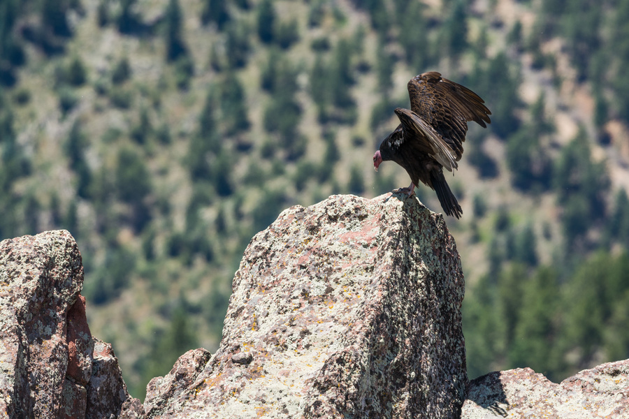 Turkey Vulture