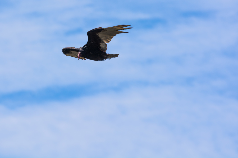 Turkey Vulture
