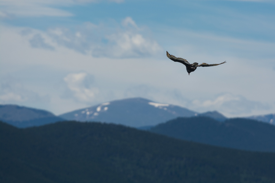 Turkey Vulture