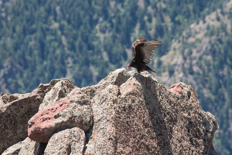 Turkey Vulture