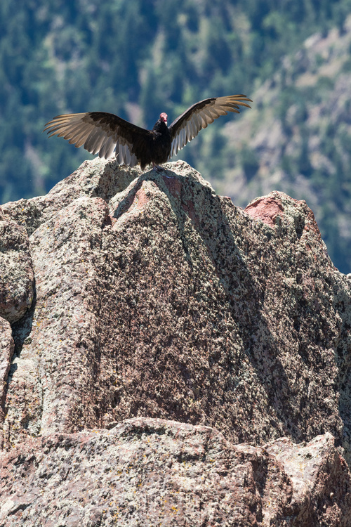 Turkey Vulture