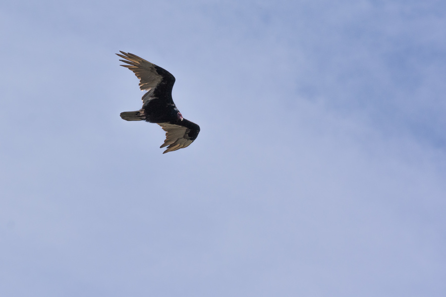 Turkey Vulture