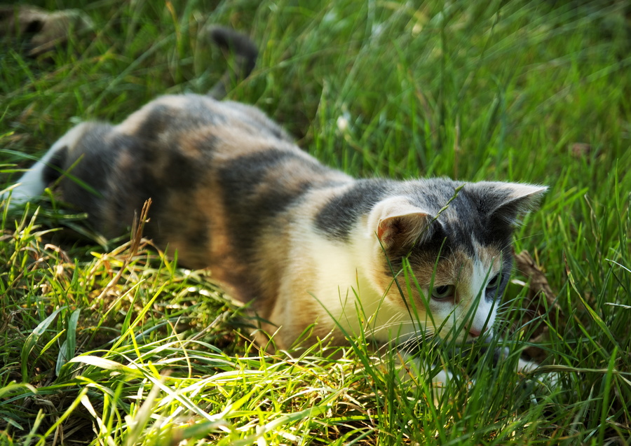Petit chat