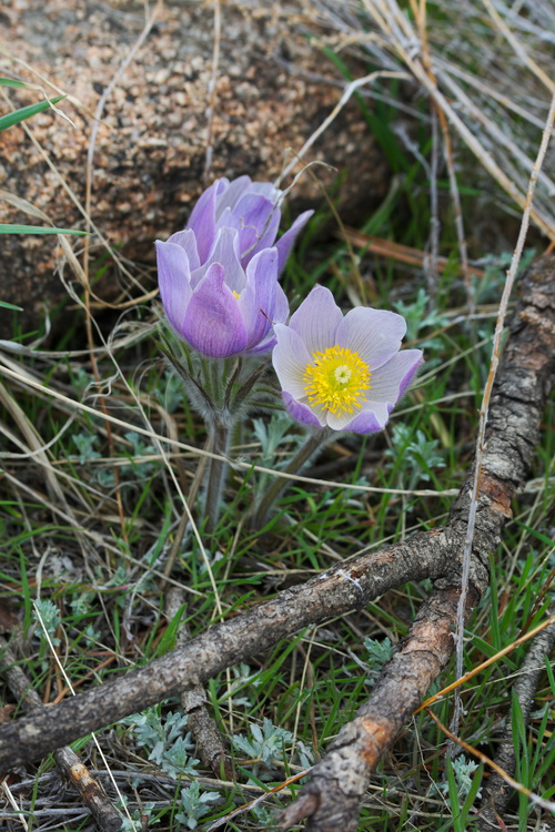 Fleurs