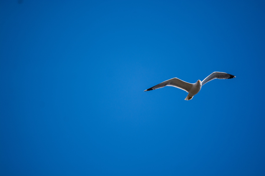 Mouette