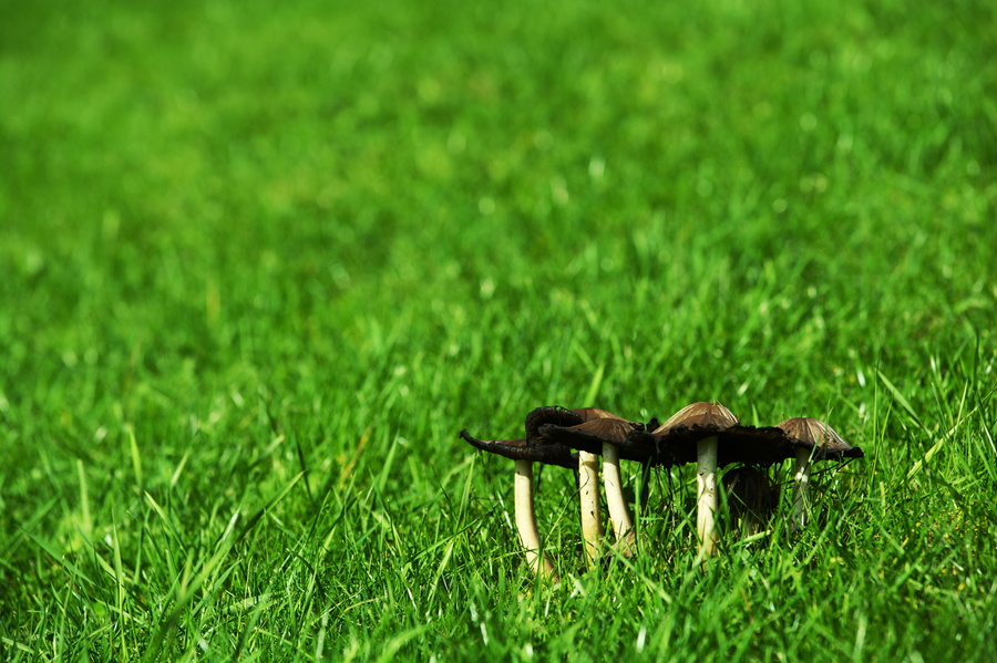Champignons