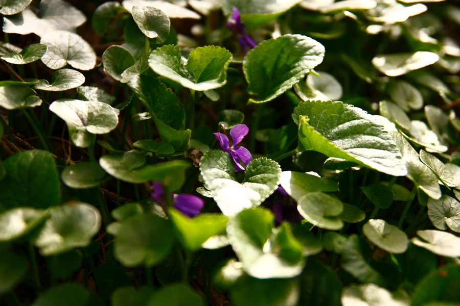 Violettes