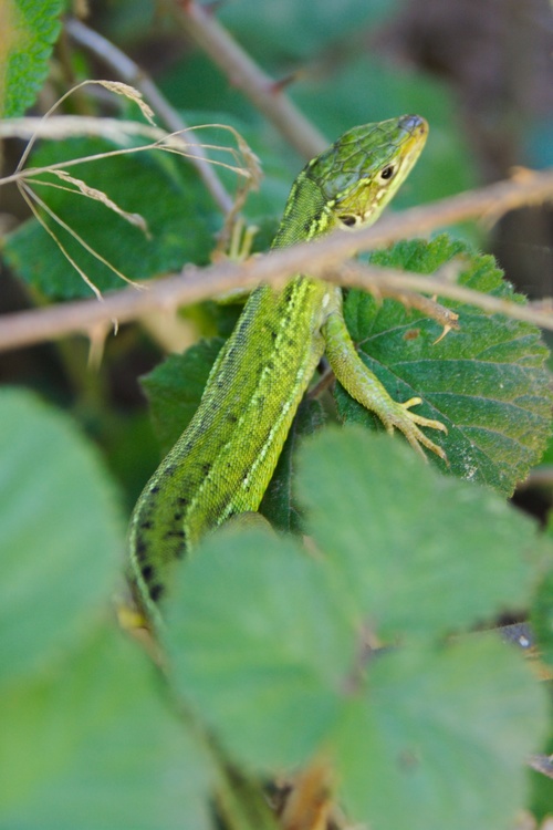 Lézard vert