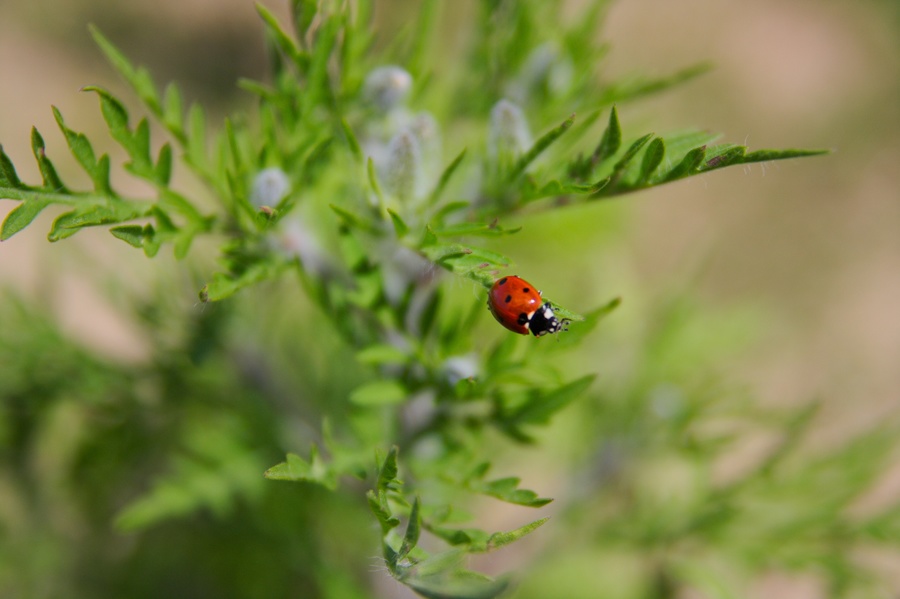 Coccinelle