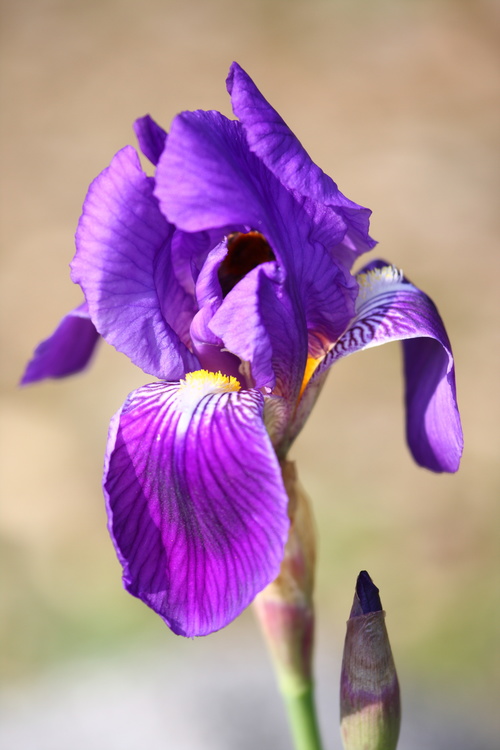 Iris