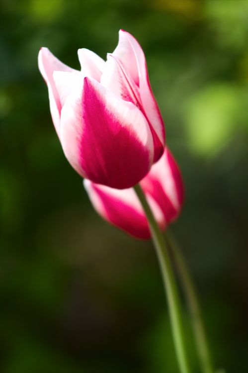 Tulipe