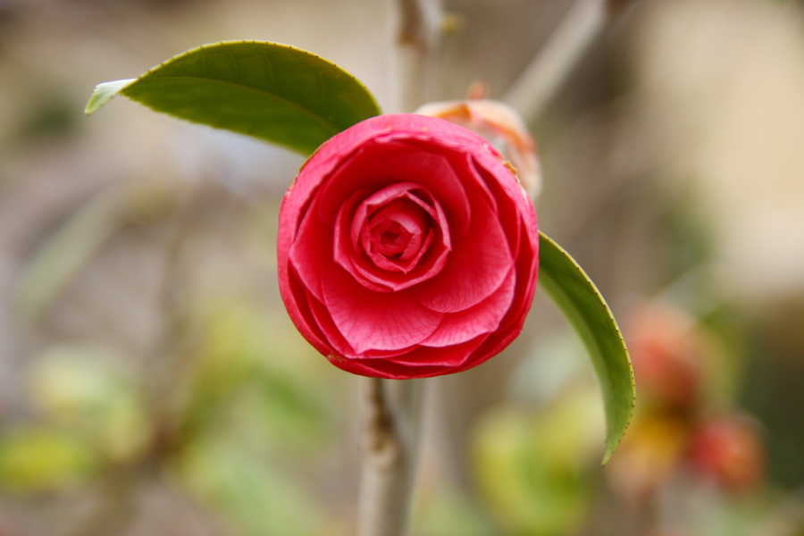 Fleur