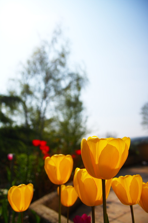 Tulipes