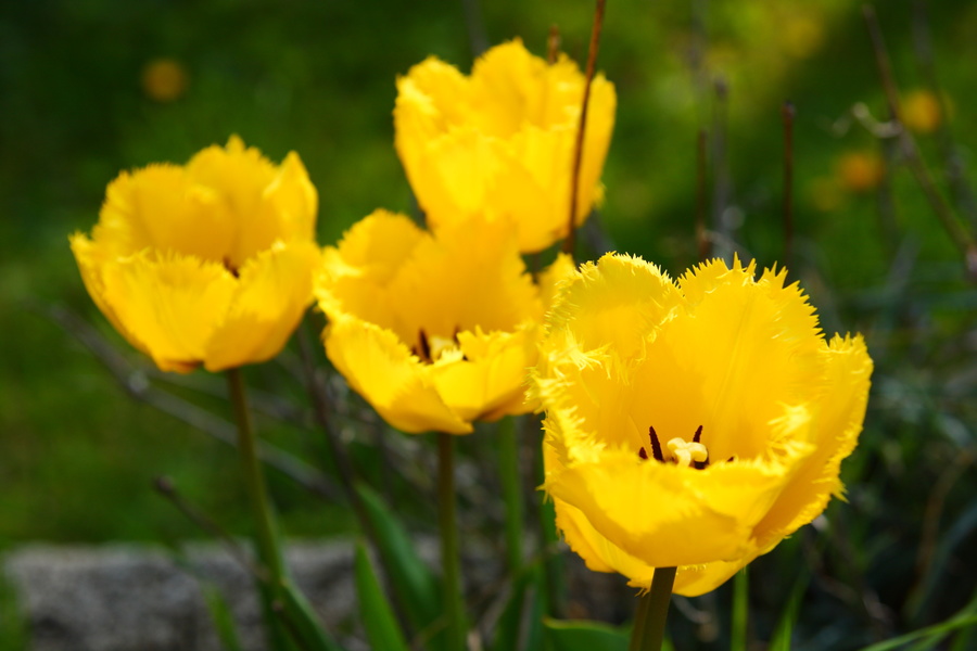 Tulipes