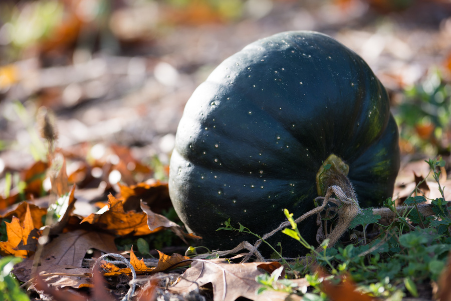 Courge