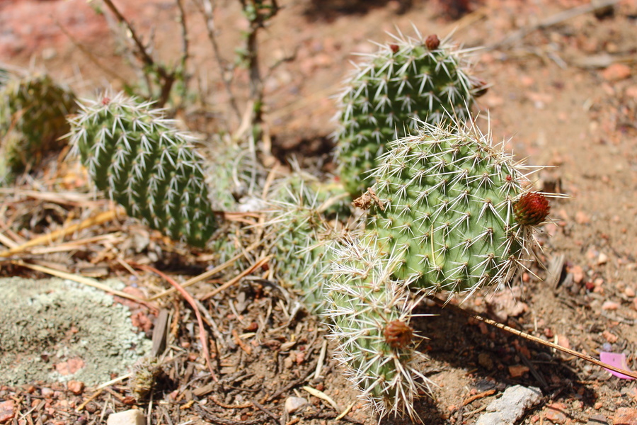 Cactus