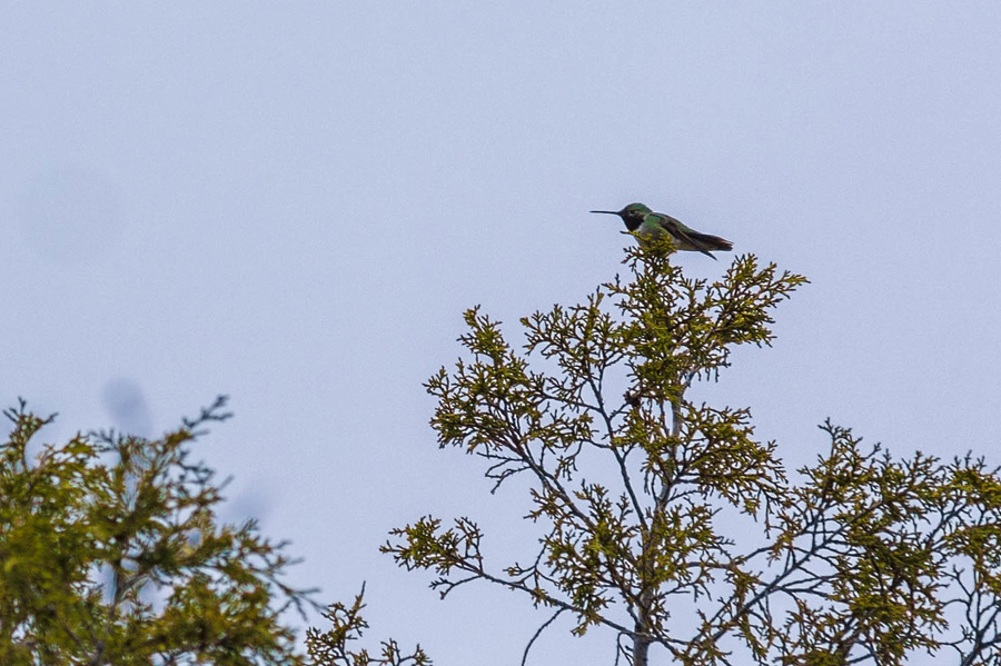 Colibri